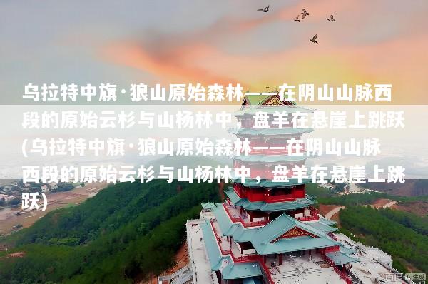 乌拉特中旗·狼山原始森林——在阴山山脉西段的原始云杉与山杨林中，盘羊在悬崖上跳跃(乌拉特中旗·狼山原始森林——在阴山山脉西段的原始云杉与山杨林中，盘羊在悬崖上跳跃)