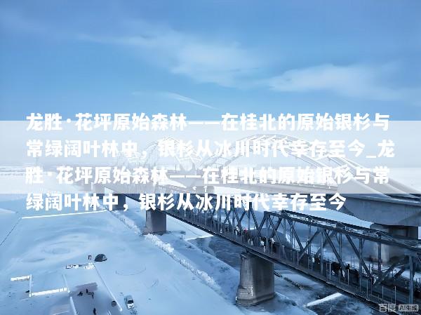 龙胜·花坪原始森林——在桂北的原始银杉与常绿阔叶林中，银杉从冰川时代幸存至今_龙胜·花坪原始森林——在桂北的原始银杉与常绿阔叶林中，银杉从冰川时代幸存至今